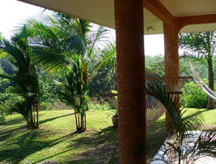 Palms and coconut trees