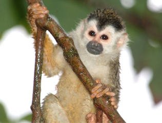 Squirrel monkey in the backyard