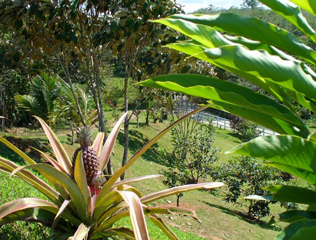 Pineapple plants growing outside of the patio