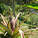 Pineapple plants