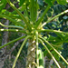 A papaya tree