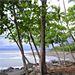 Looking through the trees at Pilon Point