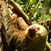 A two toed sloth