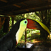 A toucan at one of the local restaurant​st
