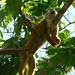 A Squirrel monkey