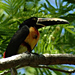 Another bird on the tree right outside the kitchen window